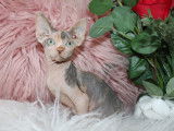 Magnifiques chatons Sphynx disponibles tout de suite