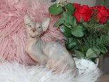 Magnifiques chatons Sphynx disponibles tout de suite