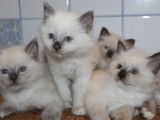 Réservation de quatre chatons Sacré de Birmanie