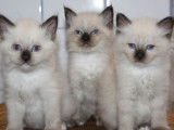 Réservation de quatre chatons Sacré de Birmanie