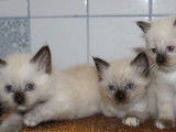 Réservation de quatre chatons Sacré de Birmanie