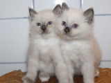 Réservation de quatre chatons Sacré de Birmanie