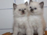 Réservation de quatre chatons Sacré de Birmanie
