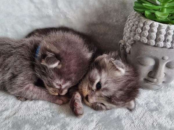 À vendre, cinq chatons Maine Coon de couleur grey mackerel tabby