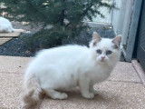 &Agrave; vendre, chaton m&acirc;le Ragdoll de couleur lilac bicolore