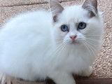 &Agrave; vendre, chaton m&acirc;le Ragdoll de couleur lilac bicolore