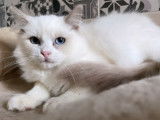 &Agrave; vendre, chaton m&acirc;le Ragdoll de couleur lilac bicolore