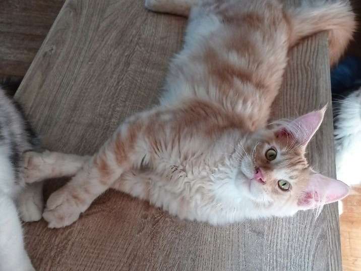À vendre, chaton mâle Maine Coon red silver blotched tabby