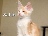 À vendre 4 chatons Maine Coon