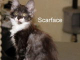 À vendre 4 chatons Maine Coon