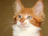 À vendre 4 chatons Maine Coon
