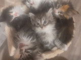 À vendre, chaton mâle Norvégien blue mackerel tabby et blanc