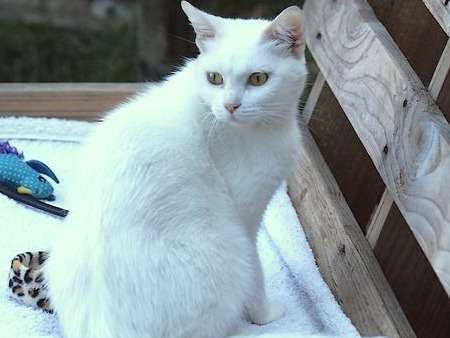 Adoption d'une chatte blanche âgée d'un an