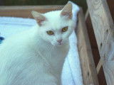 Adoption d'une chatte blanche âgée d'un an