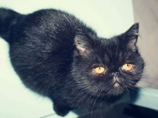 Vente d’un chaton mâle Exotic Shorthair noir