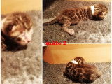 5 chatons Bengal femelles, brown spotted tabby à réserver