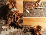 5 chatons Bengal femelles, brown spotted tabby à réserver