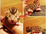 5 chatons Bengal femelles, brown spotted tabby à réserver