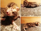 5 chatons Bengal femelles, brown spotted tabby à réserver