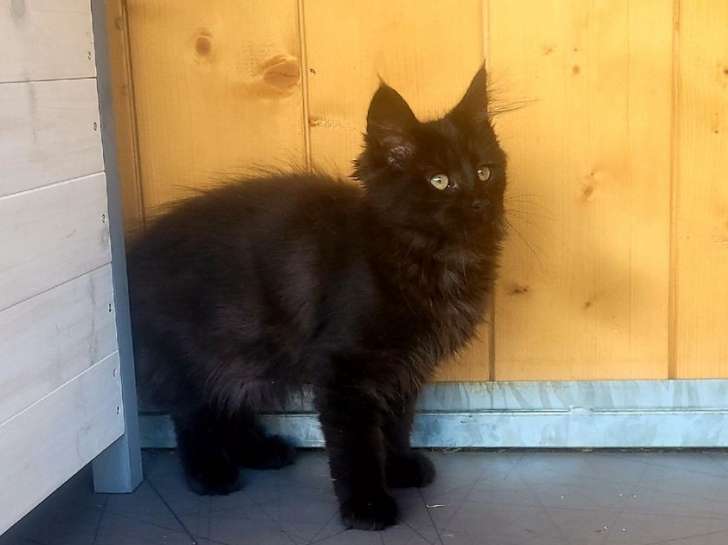 Mise en vente d’un chaton de mars 2021, femelle Norvégien noir