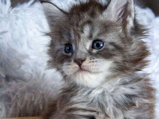 Réservation ouverte pour 2 chatons Maine Coon nés en août 2021, 2 femelles blue silver blotched tabby