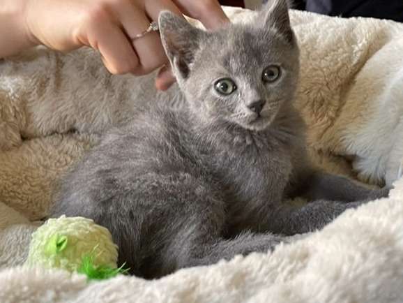 Disponibles à la réservation, 5 chatons Chartreux, 3 mâles et 2 femelles bleus nés en août 2021