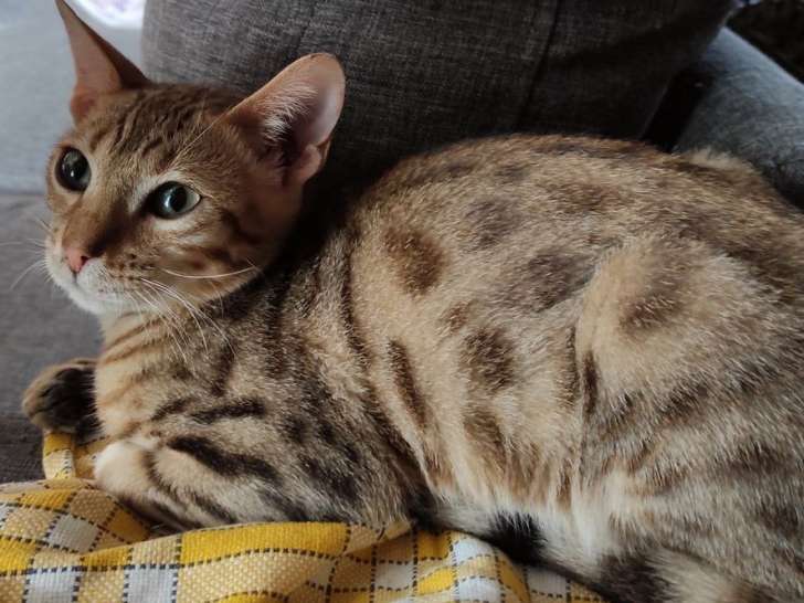 À vendre : deux chatons mâles Bengal, de couleur brown tabby à motif rosettes, nés en mars 2021