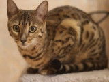 &Agrave; r&eacute;server : une chatte adulte Bengal &acirc;g&eacute;e d'un an, de couleur brown tabby &agrave; motif rosettes