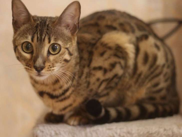 À réserver : une chatte adulte Bengal âgée d'un an, de couleur brown tabby à motif rosettes