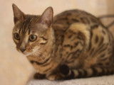 &Agrave; r&eacute;server : une chatte adulte Bengal &acirc;g&eacute;e d'un an, de couleur brown tabby &agrave; motif rosettes