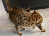 &Agrave; r&eacute;server : une chatte adulte Bengal &acirc;g&eacute;e d'un an, de couleur brown tabby &agrave; motif rosettes
