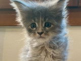 Disponible à la réservation : une chatonne Maine Coon née en août 2021, de couleur blue tortie silver tabby