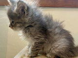 Disponible à la réservation : une chatonne Maine Coon née en août 2021, de couleur blue tortie silver tabby