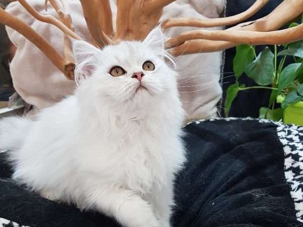 Un chaton mâle blanc de race Persan, né en 2021, à acheter