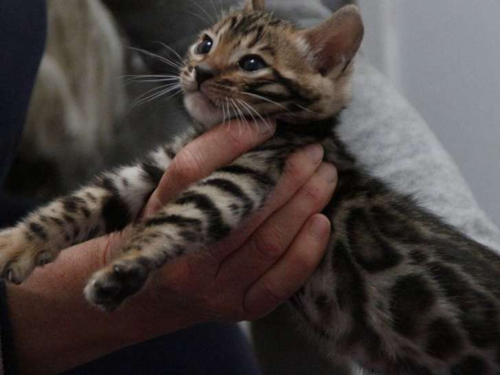 Réservation ouverte pour 4 chatons Bengal nés en août 2021, 3 mâles et 1 femelle brown et white spotted tabby