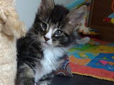 Réservation ouverte pour 2 chatons Maine Coon mâles d’août 2021