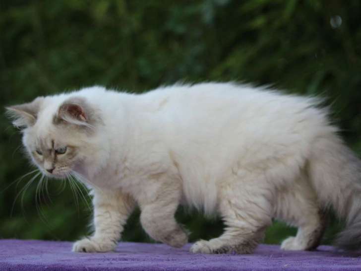 A vendre : un chaton femelle Sibérien Blue Tabby Point âgée de 6 mois LOOF