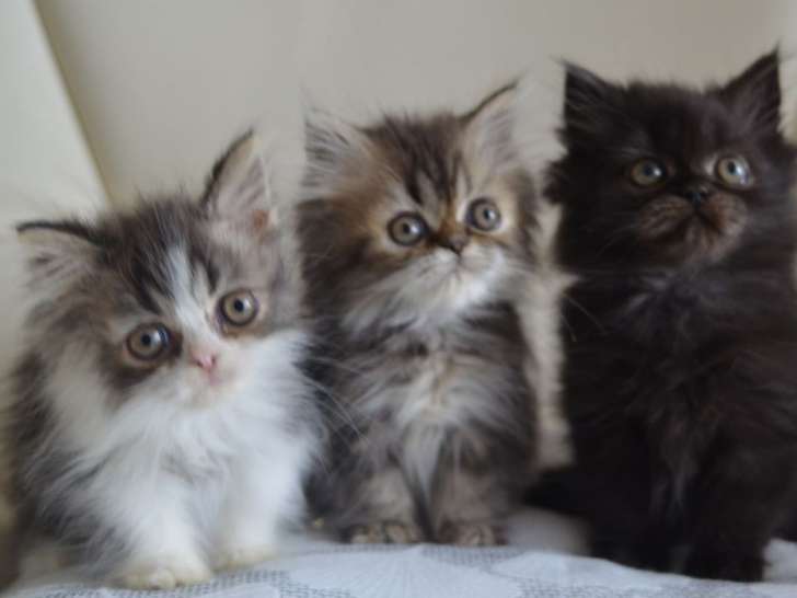 3 chatons Persan de juillet 2021, 2 mâles et 1 femelle disponibles à la réservation