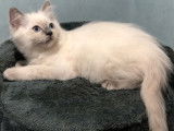 Disponible à la réservation, chaton mâle Ragdoll de juillet 2021, blue colourpoint