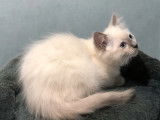 Disponible à la réservation, chaton mâle Ragdoll de juillet 2021, blue colourpoint
