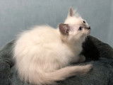 Disponible à la réservation, chaton mâle Ragdoll de juillet 2021, blue colourpoint