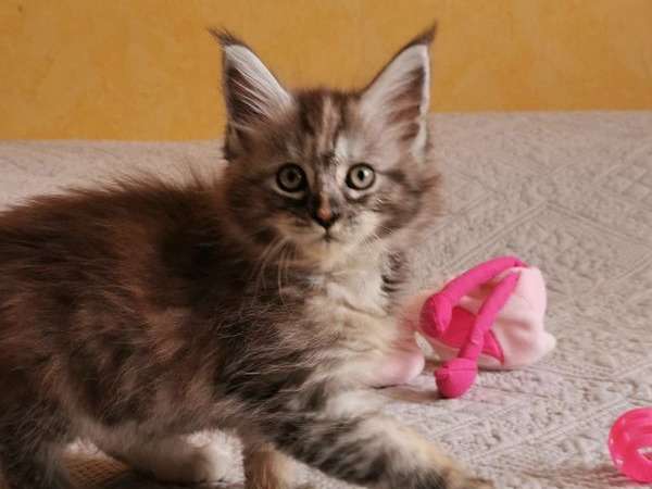 4 chatons Maine Coon disponibles à la réservation, femelles nées en août 2021