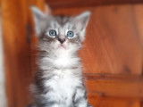 Réservation ouverte pour 2 chatons Maine Coon mâles mis bas en août 2021