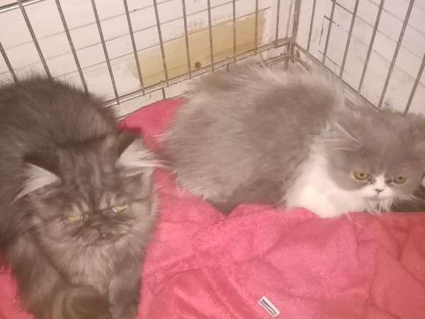 2 chatons Persan à vendre, 1 mâle et 1 femelle nés en juin 2021