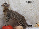 2 chatons Bengal mâles nés en juin 2021 à vendre