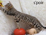 2 chatons Bengal mâles nés en juin 2021 à vendre