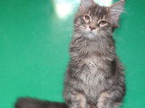 Vente de 2 chatons Maine Coon de mai 2021, femelles blue silver