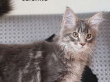 Vente de 2 chatons Maine Coon de mai 2021, femelles blue silver