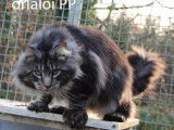 Chat adulte Maine Coon m&acirc;le black silver disponible pour saillie