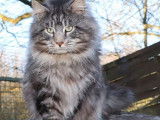 Chat adulte Maine Coon m&acirc;le black silver disponible pour saillie